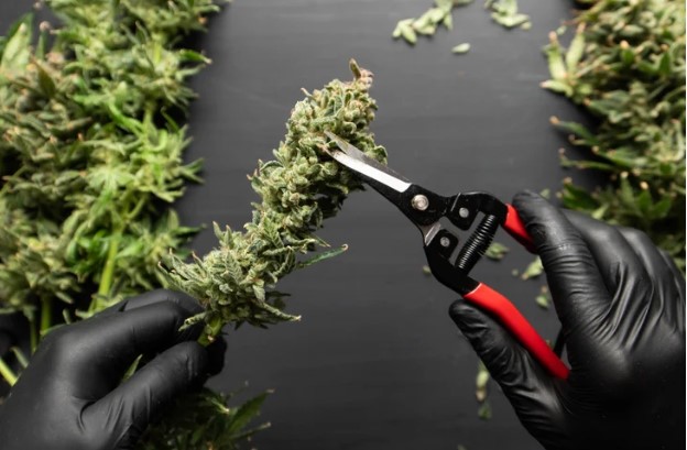 How Cannabis Trimmers Can Make Your Harvest Faster and Cleaner
